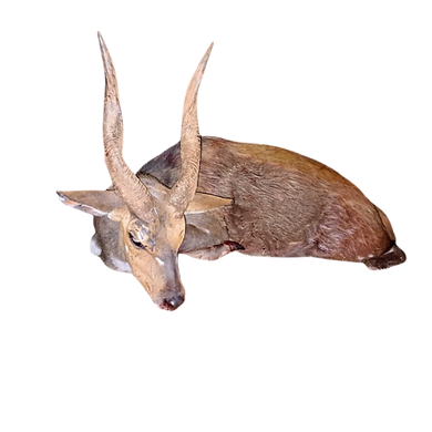 bushbuck.png