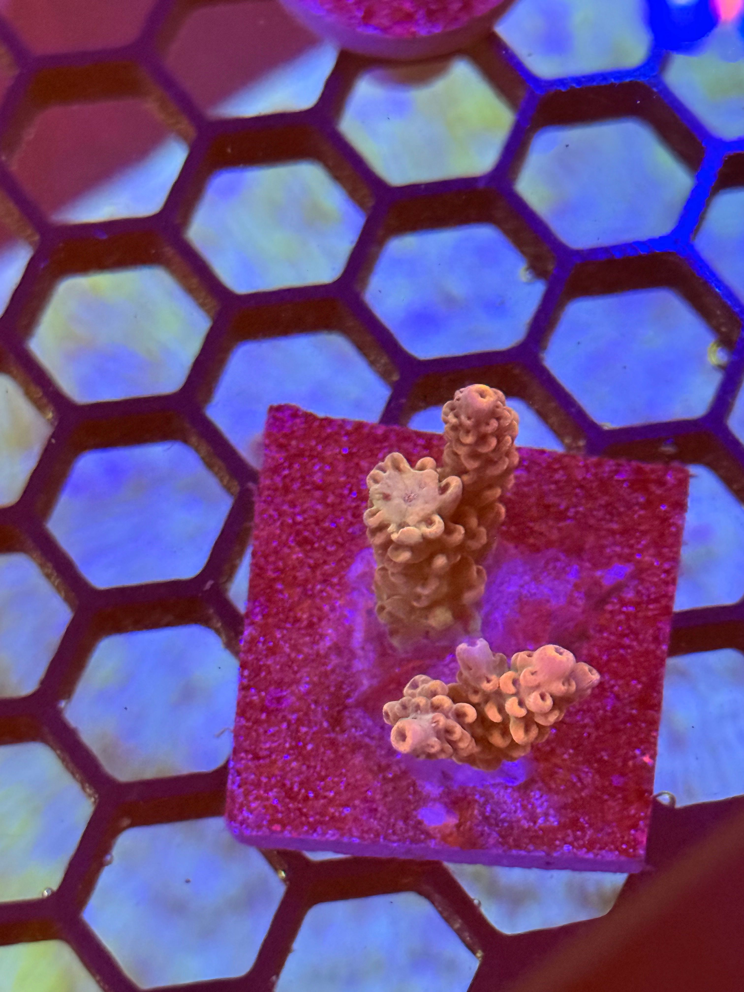 Acropora Sp frag 