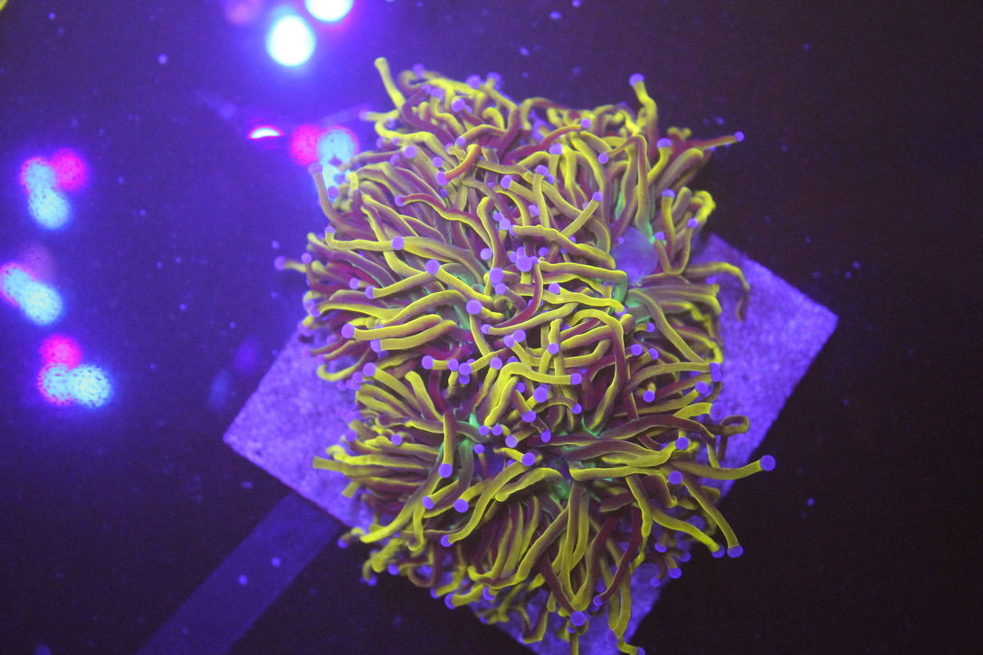 Euphyllia Torch 24k ( 3 cabeças)