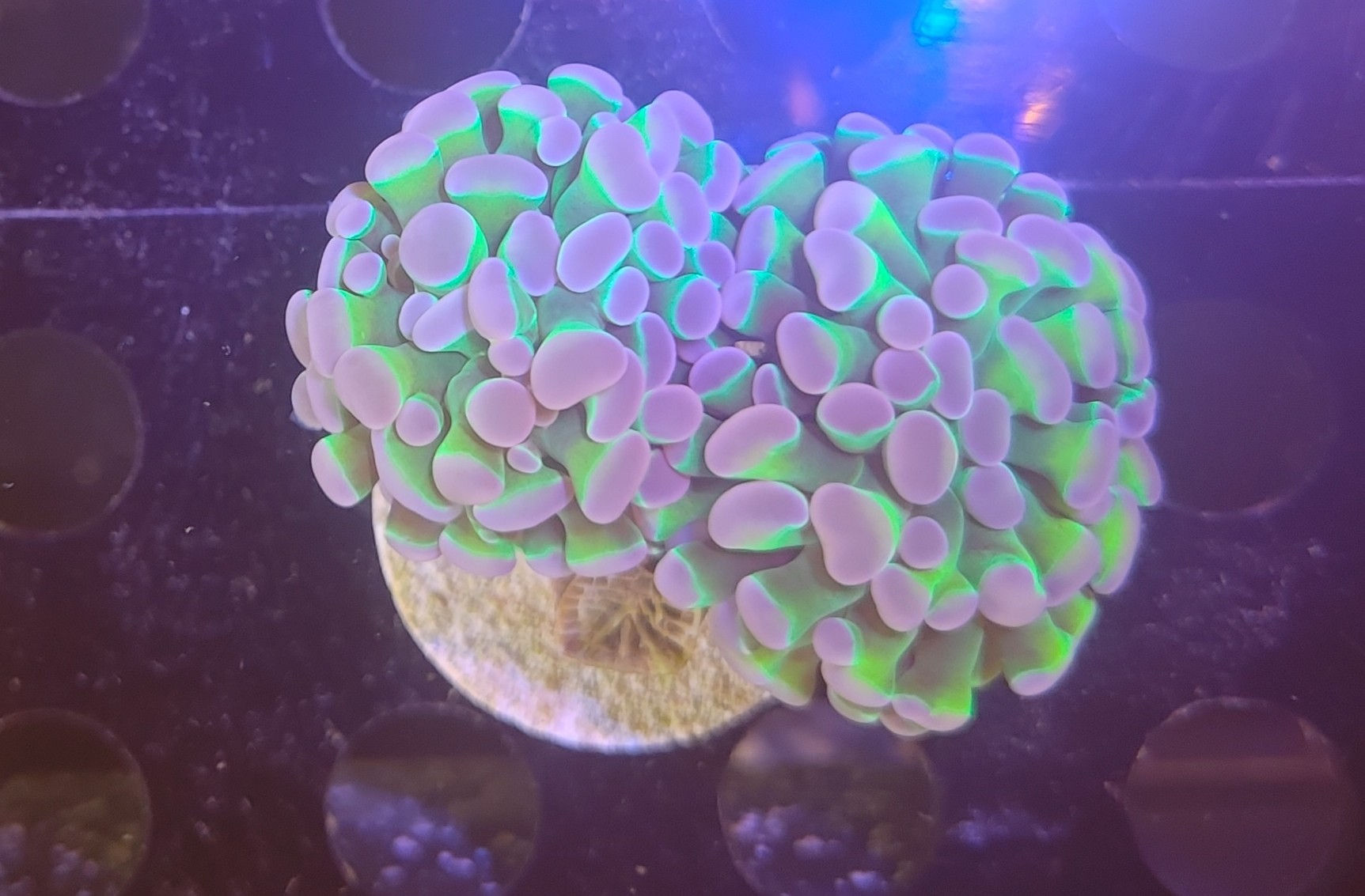Euphyllia Hammer Coral Green Purple Tips ( 2 cabeças)

