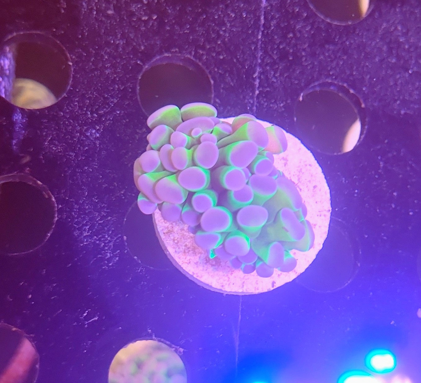 Euphyllia Hammer Coral Green Purple Tips ( 1 cabeças)


