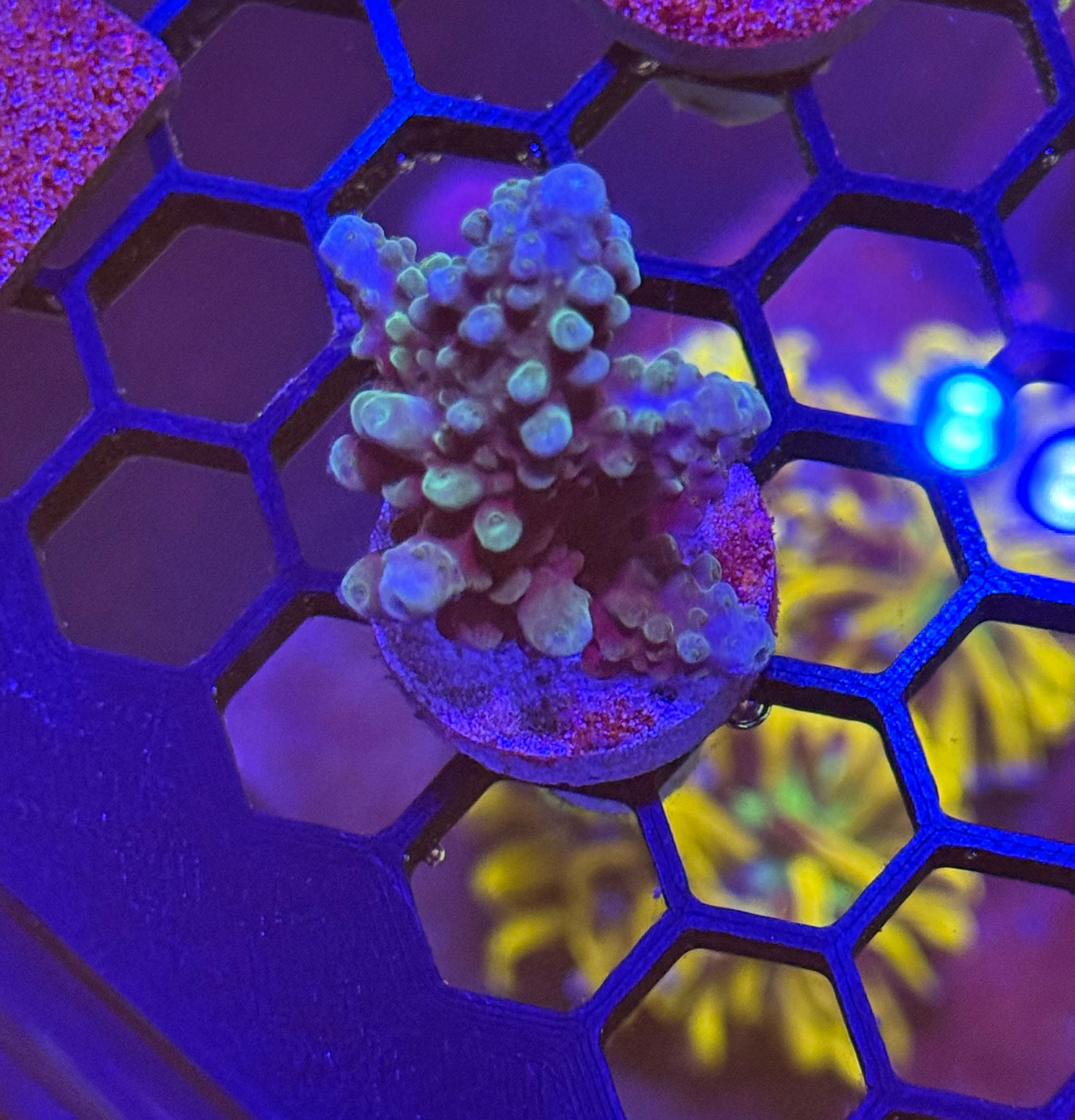 Acropora Sp frag 