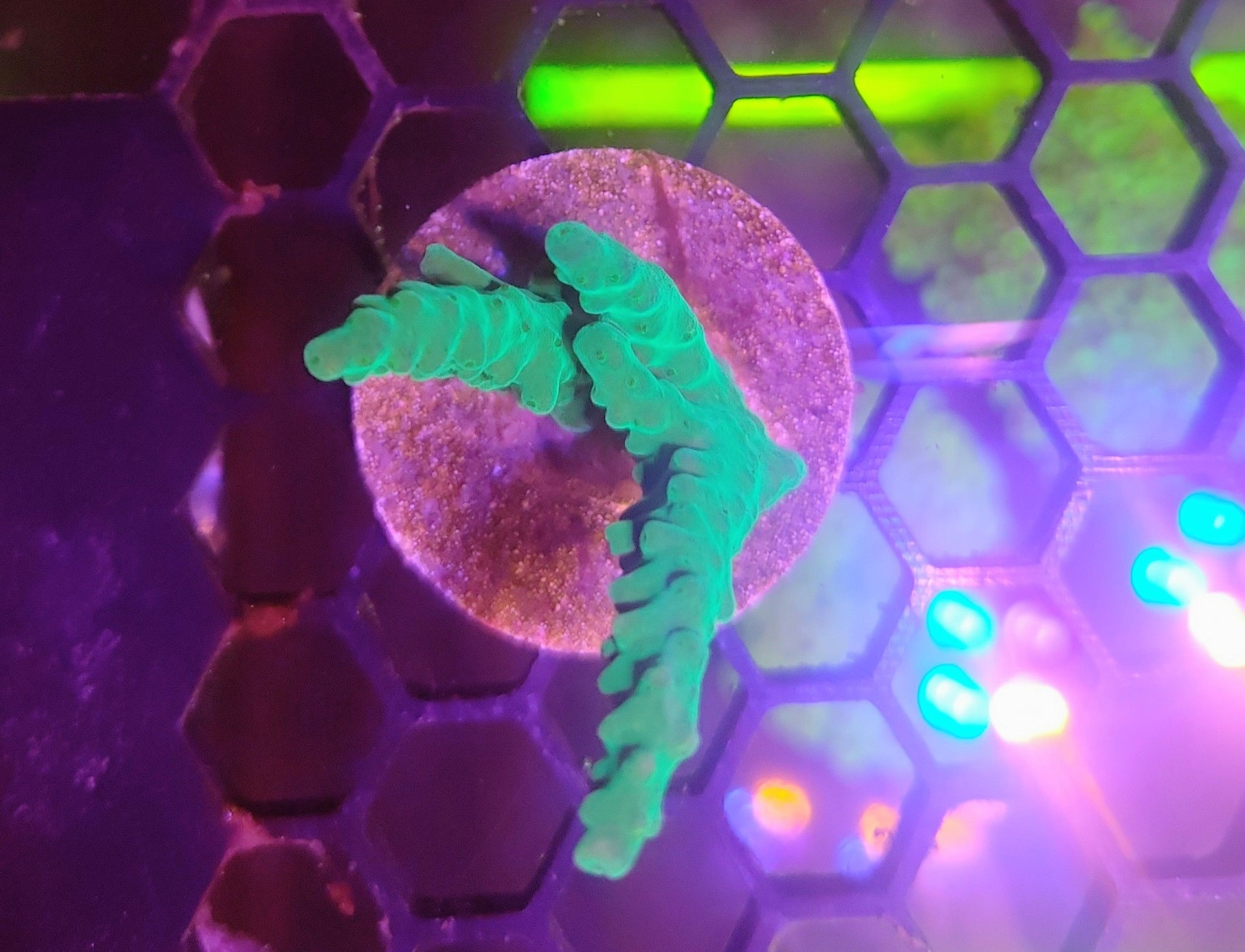 Acropora Green frag M 