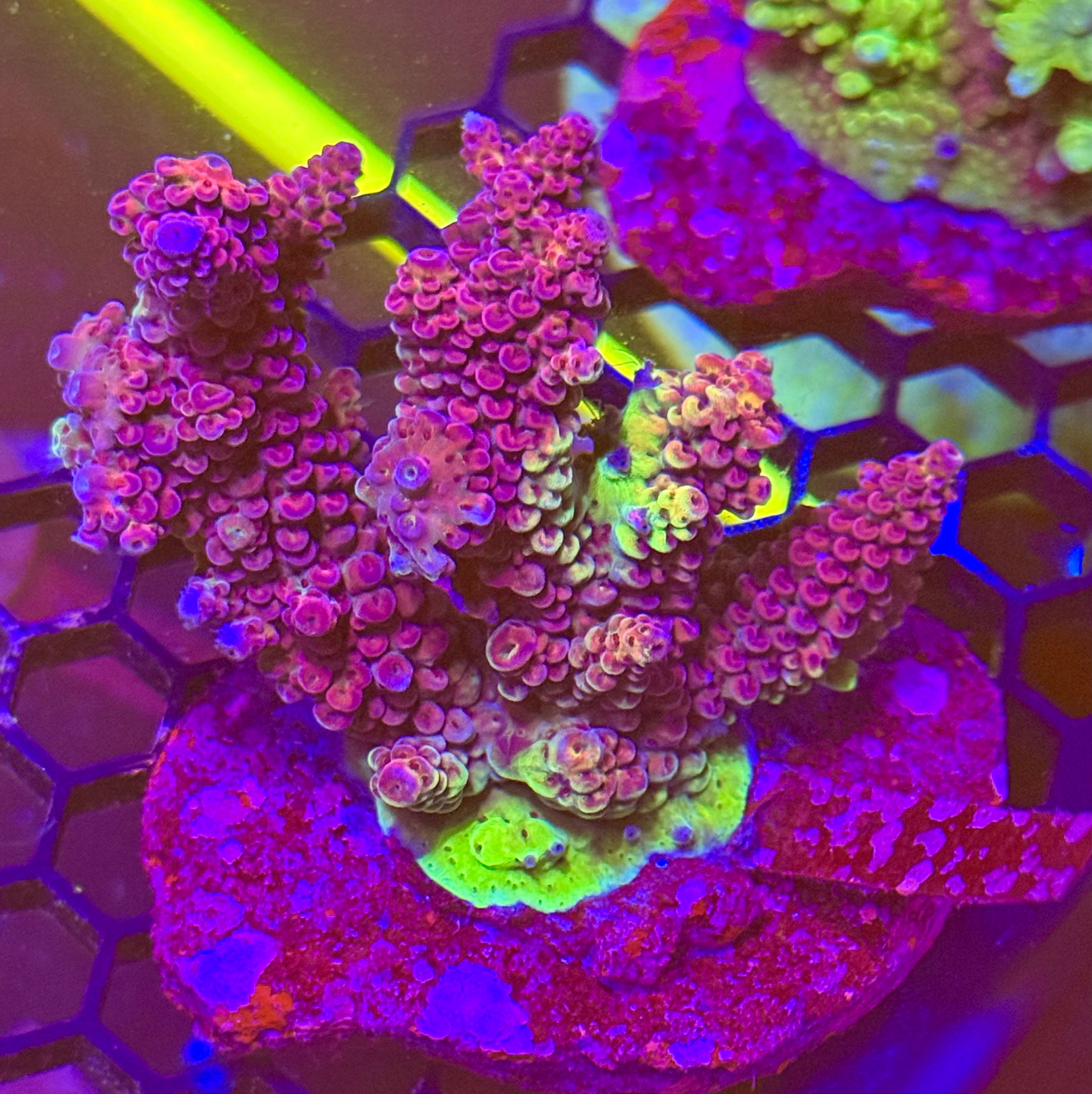  Acropora peça mãe - corte por encomenda 