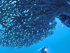 Rescue Diver Certification