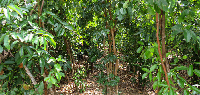 Cinnamon tree 1.png