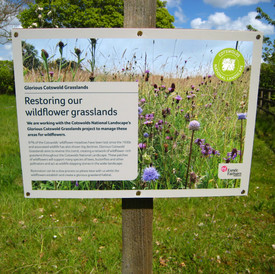 sustainable woodstock 2