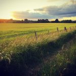 Sun setting over a barley field