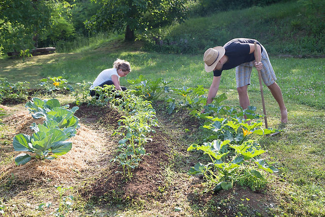 permaculture-garden.jpeg