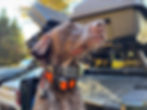 Dog Trackers: 1 Dog, 4 Devices ... Garmin, Fi, Tractive, Whistle