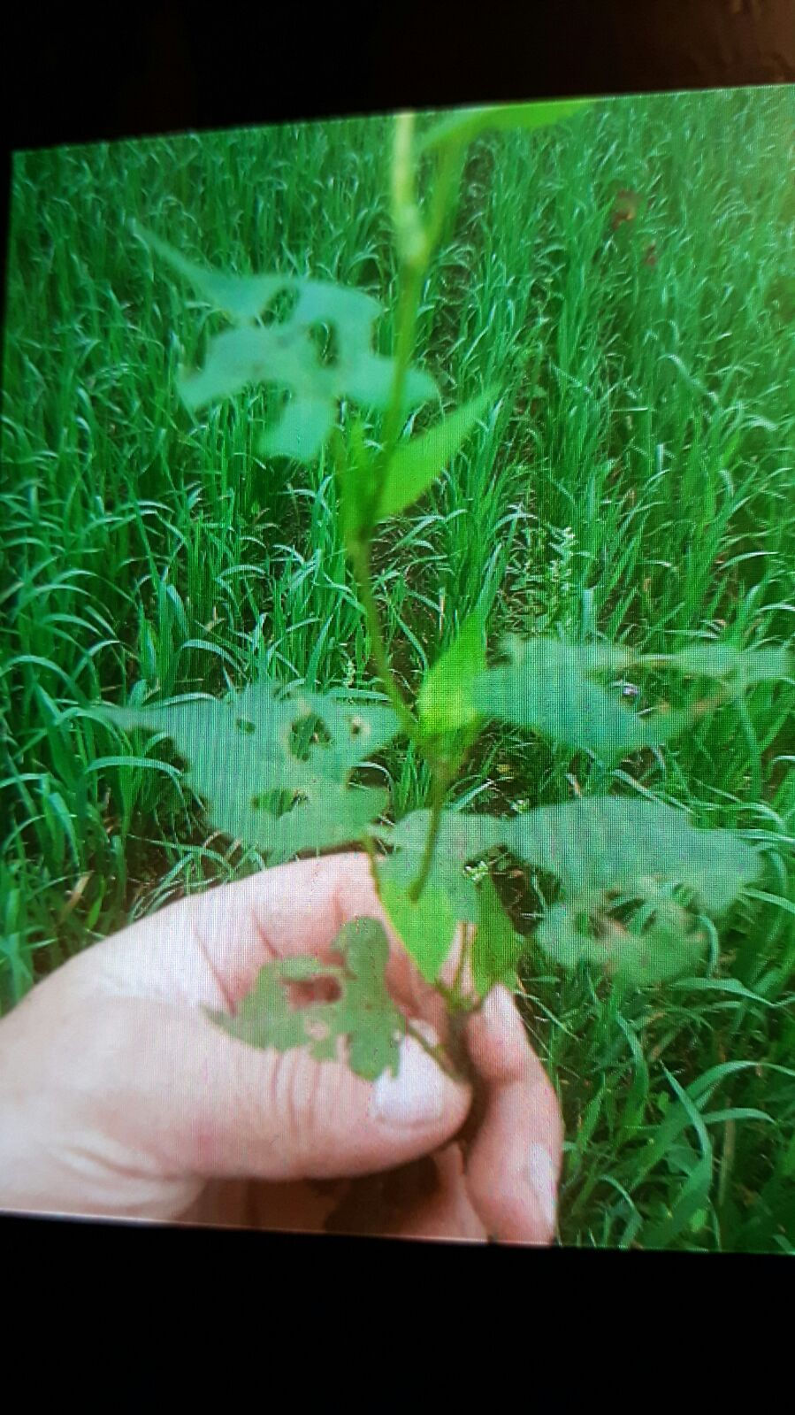 pestdamagedweed.jpg