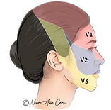 Trigeminal nerve provides sensation to the face, which can be divided into three facial zones. This illustration shows the three facial zones of the trigeminal nerve branches in a Singapore patient. Seek treatment with Dr Nicolas Kon, a neurosurgeon who specialises in trigeminal neuralgia in Singapore.