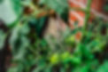 Watering can.jpg