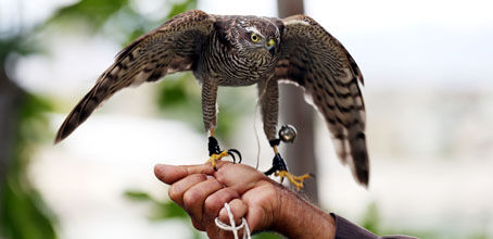 Sabun Köpüğü İle Atmaca Avı