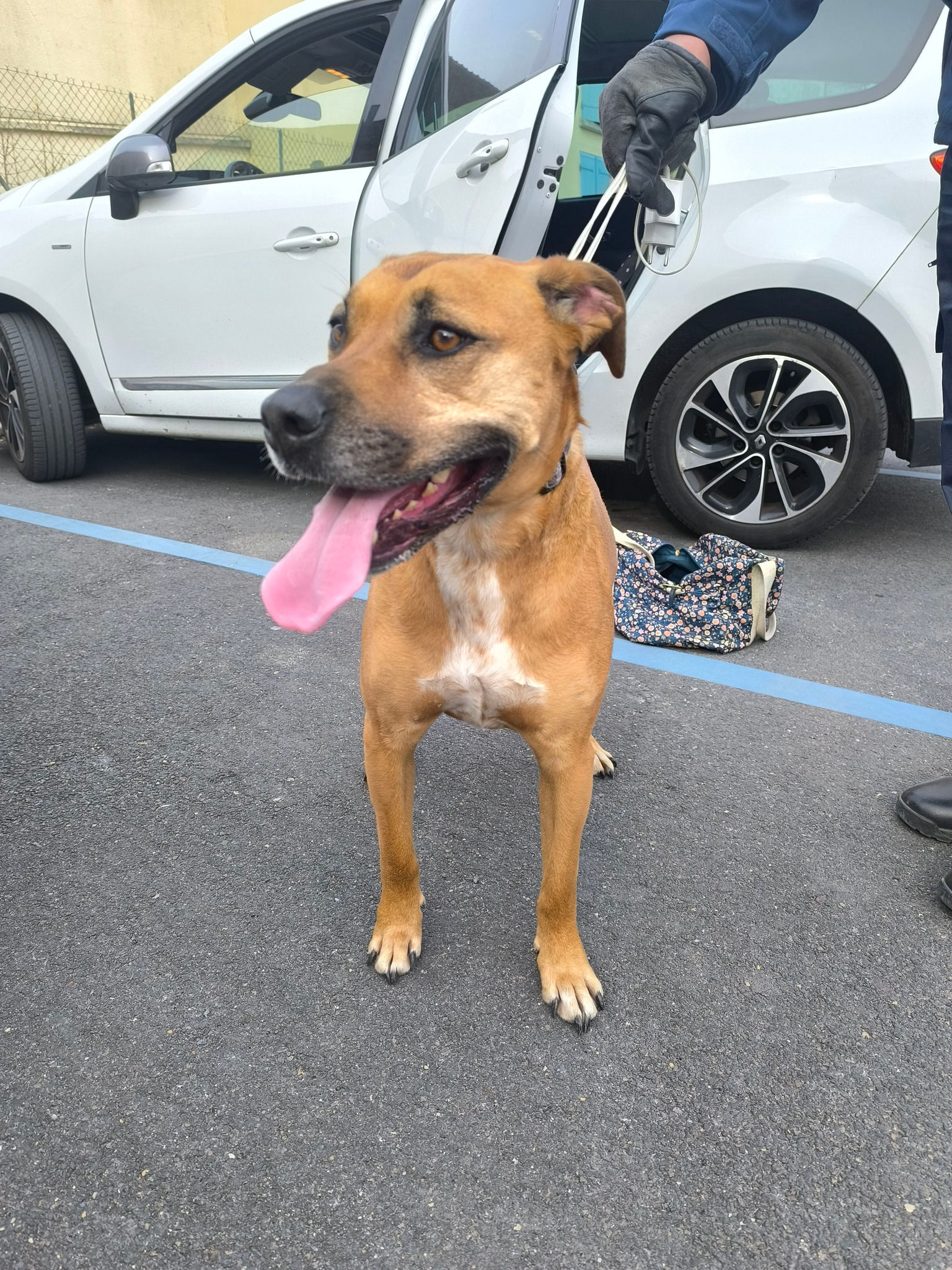 Trouvé chien à BOISSY LE CHATEL 77