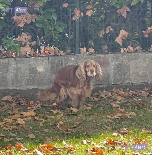 Trouvé chien (sans nom)