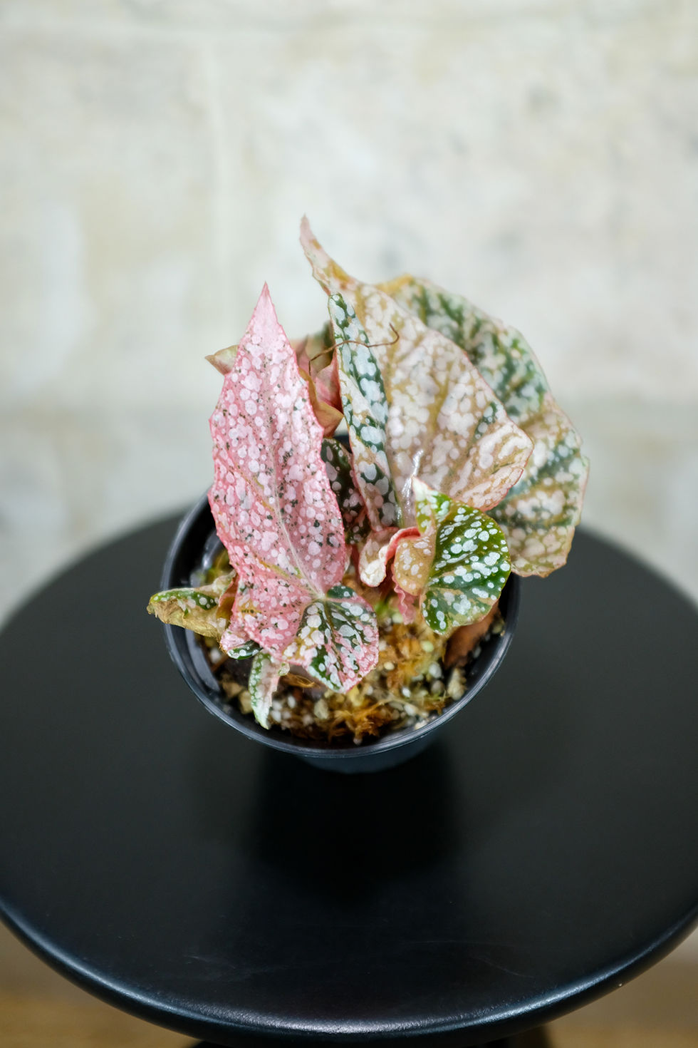 Miniatura: Begonia Snocapped Variegata