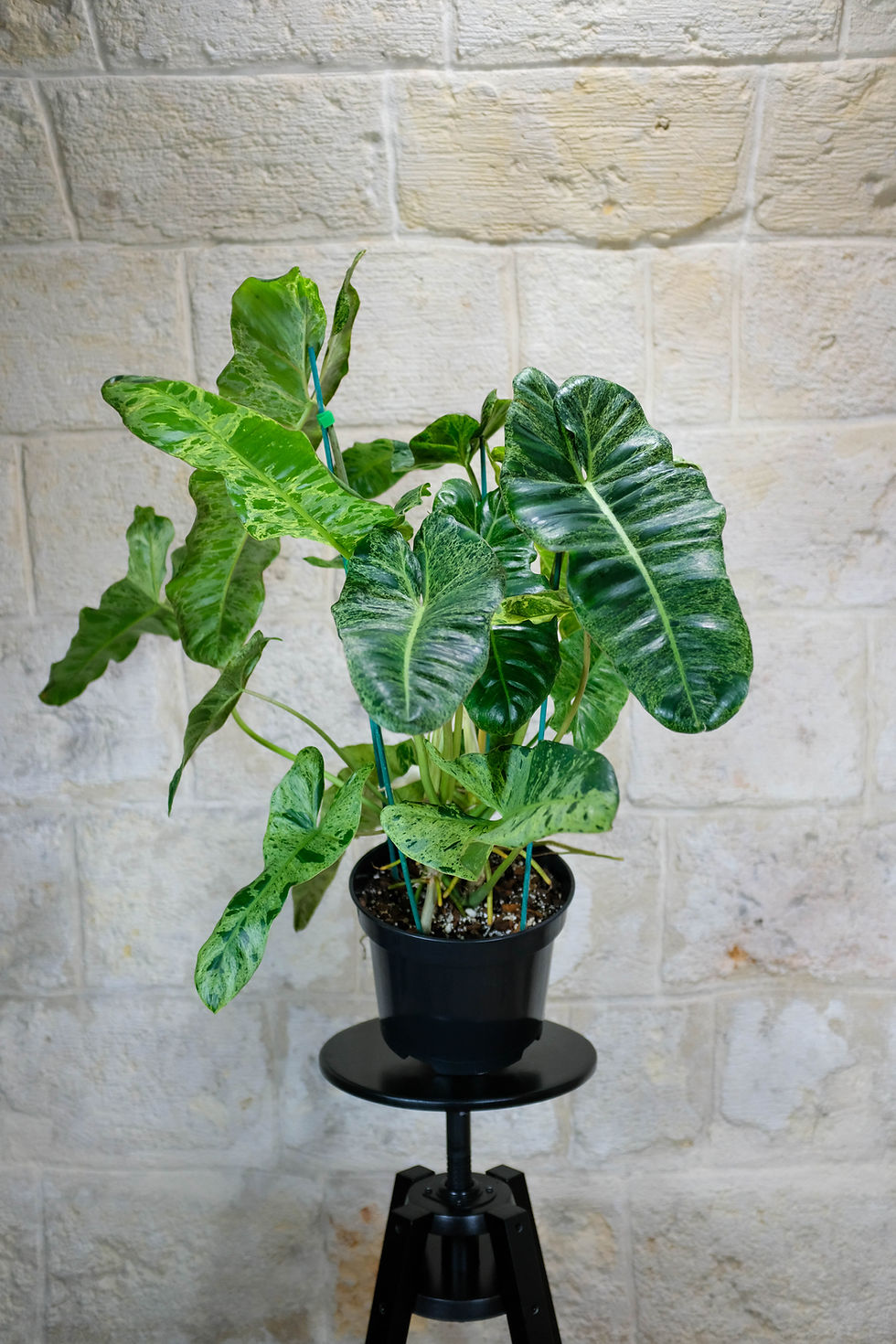 Miniatura: Philodendron Paraiso Verde foglie allungate variegatura mint verde chiaro