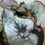 Thumbnail: Begonia Escargot
