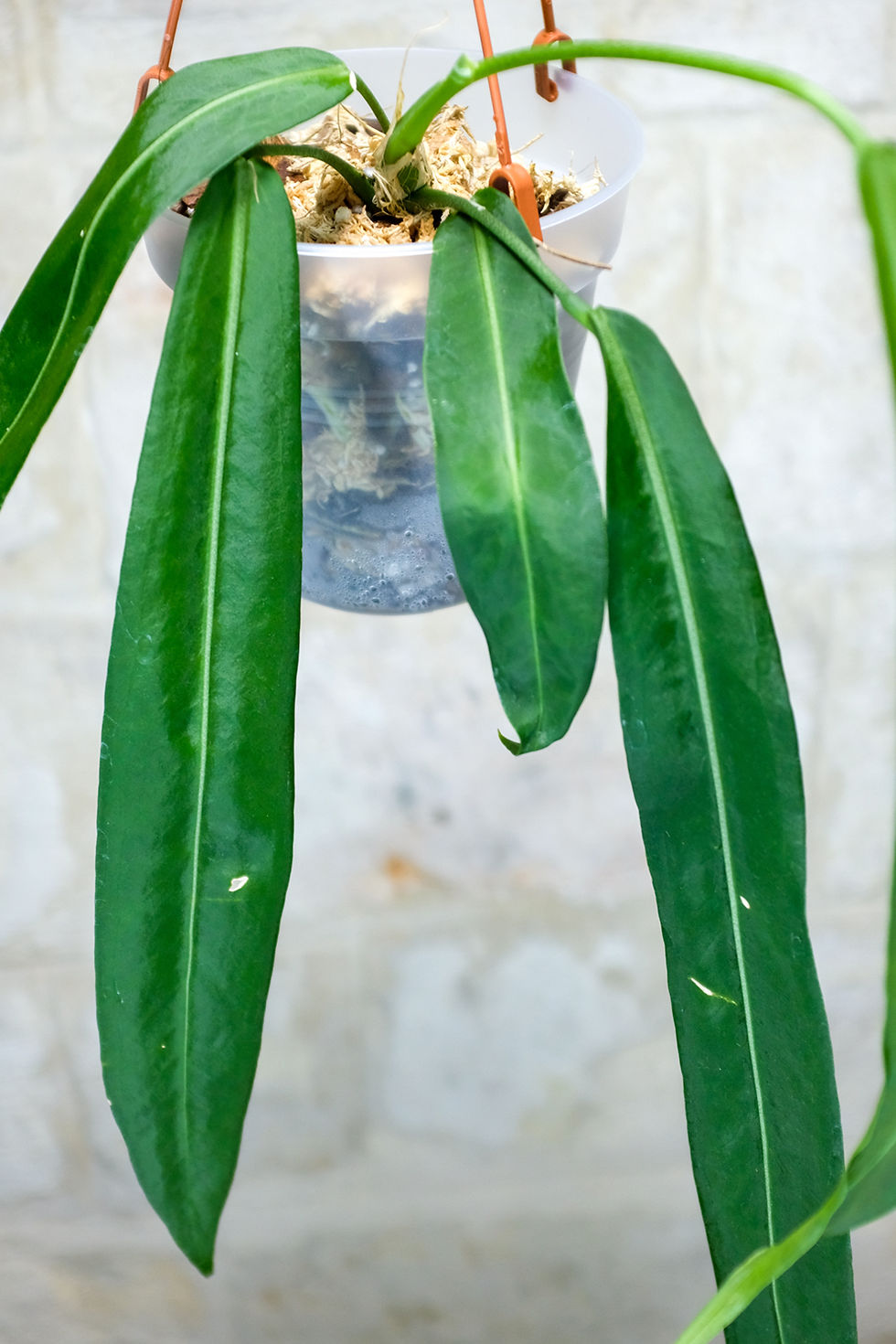 Miniatura: Anthurium Pallidiflorum