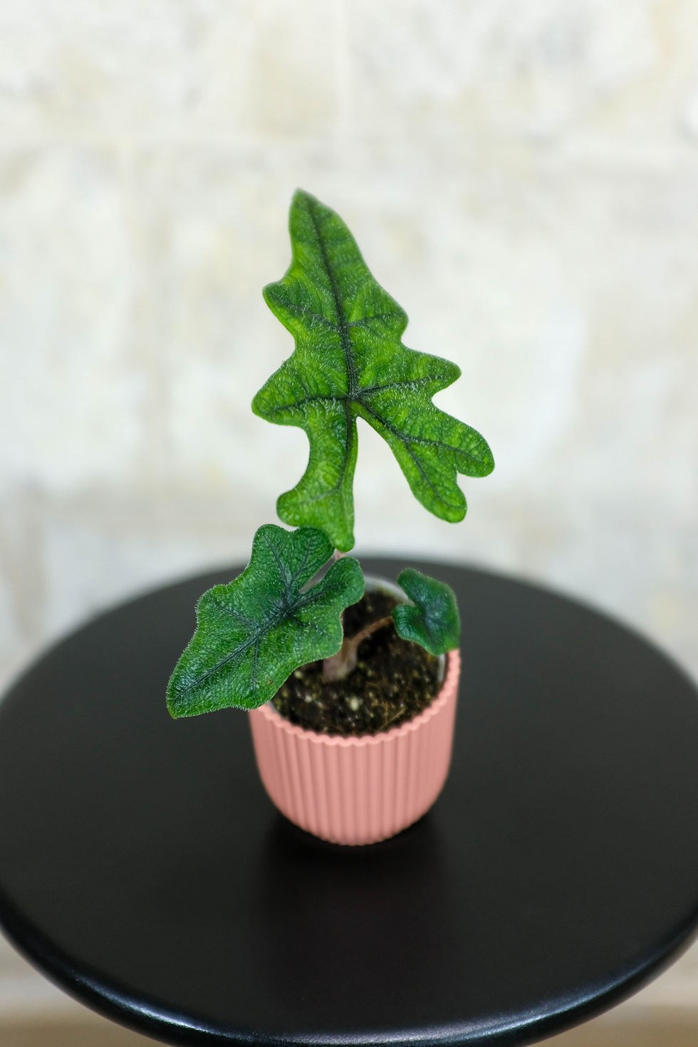 Miniatura: Alocasia Jacklyn