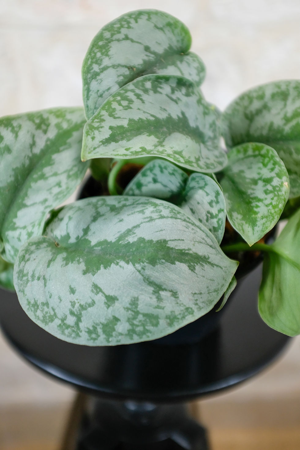 Miniatura: Scindapsus Silver Splash