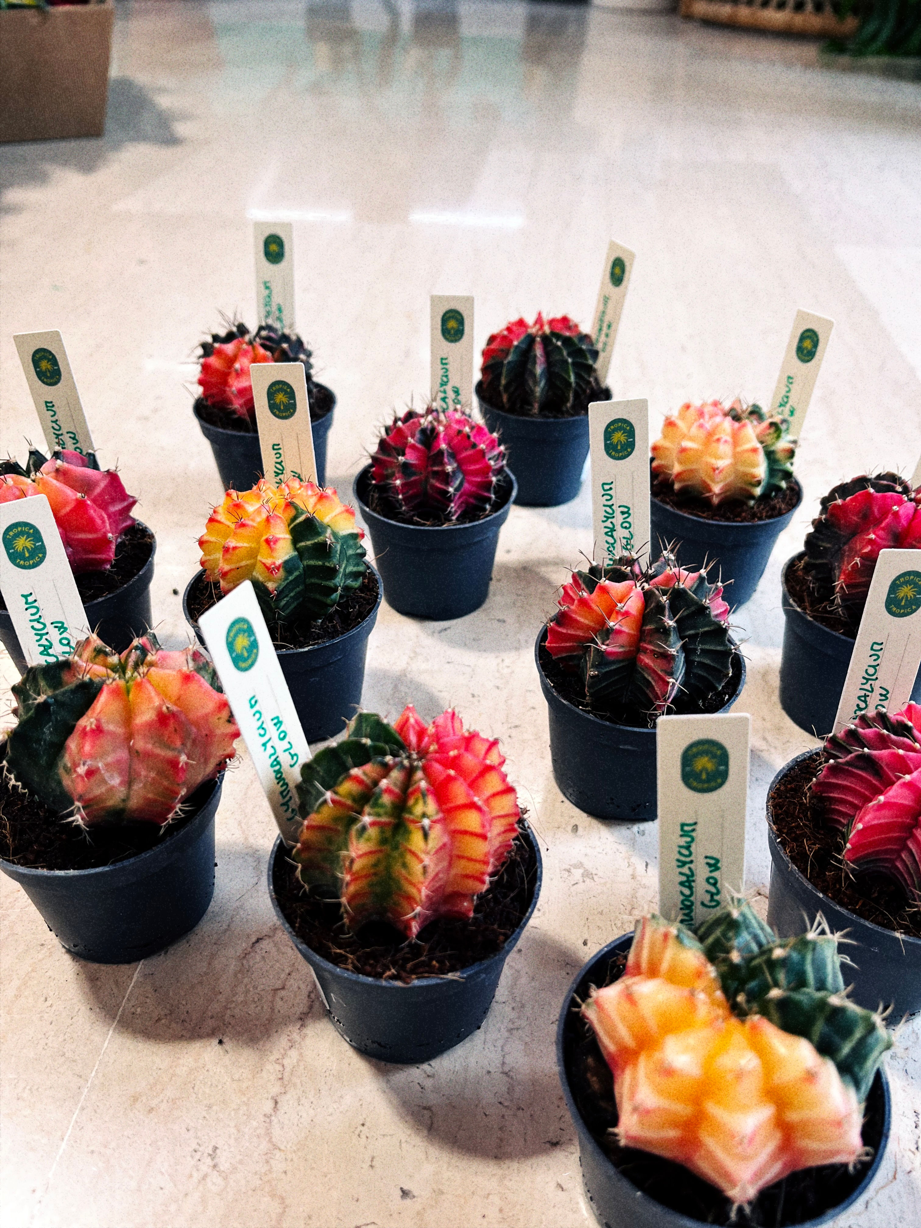 Gymnocalycium Mihanovichii Glow