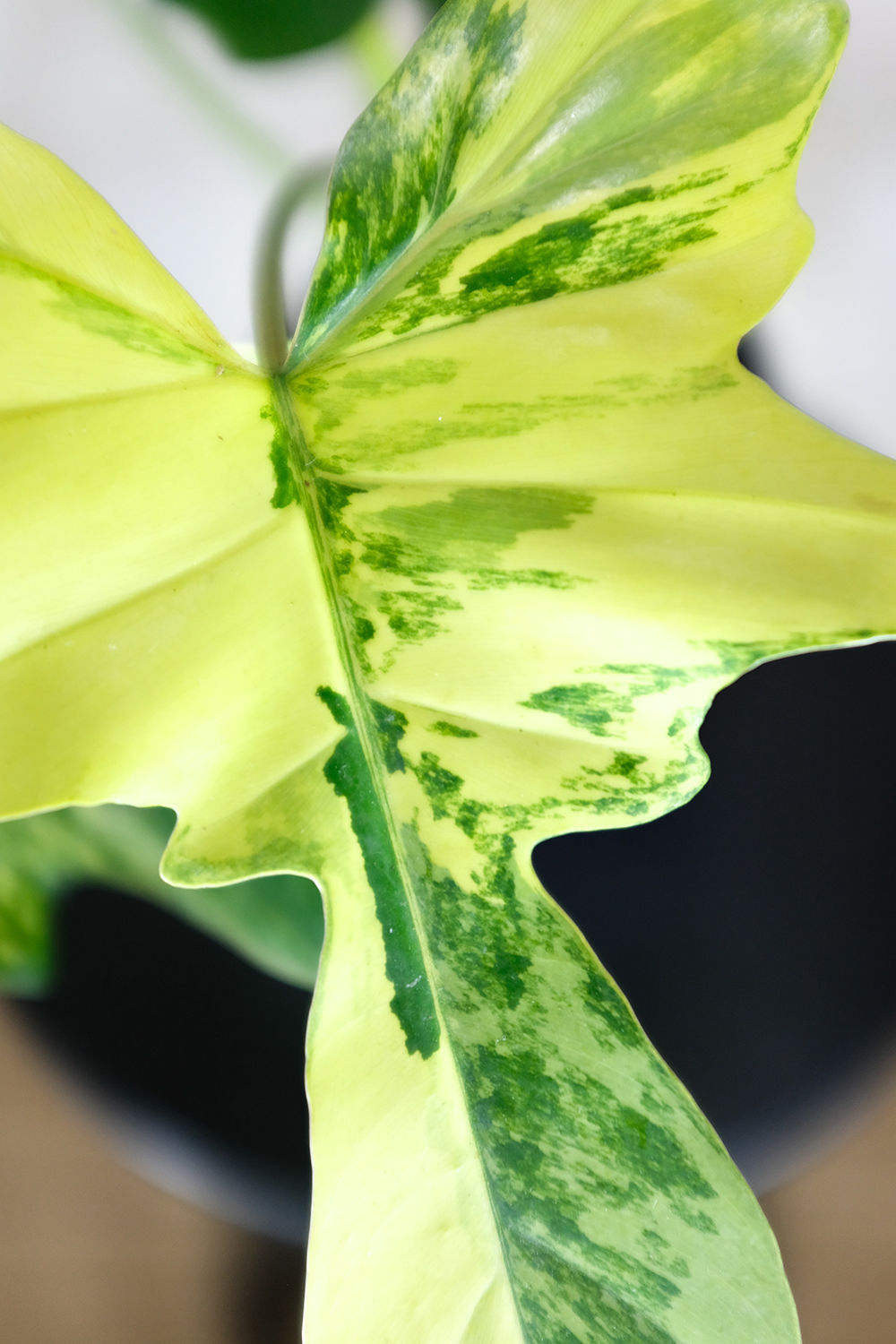 Philodendron Florida x Mayoi con foglie profondamente lobate e piccioli rossastri in vaso Tropica