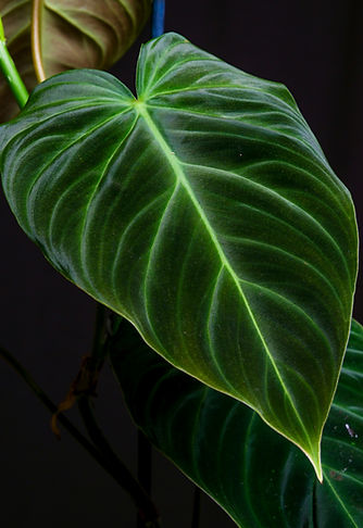 Philodendron.jpg