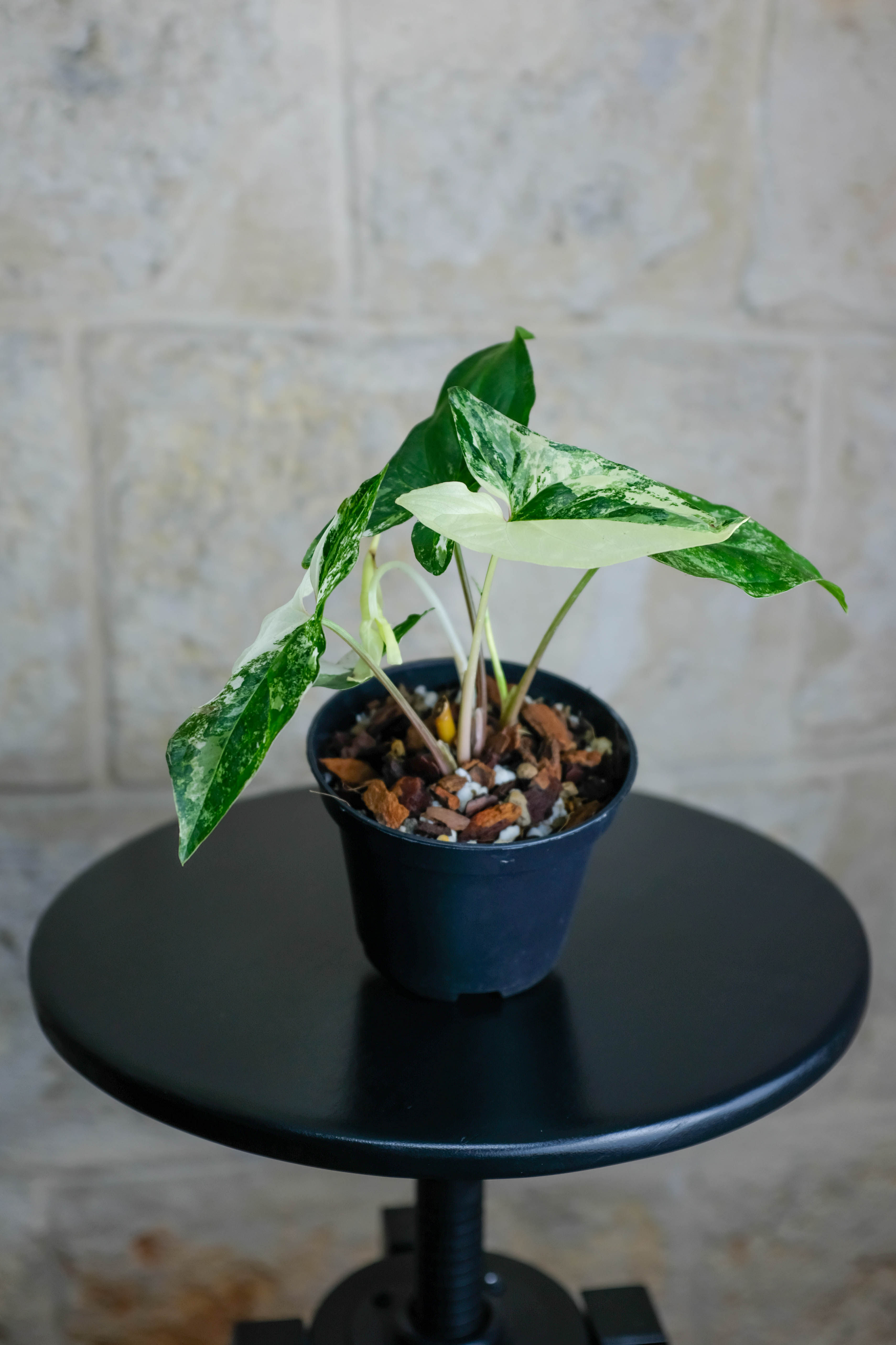 Syngonium Podophyllum Albo Variegatum