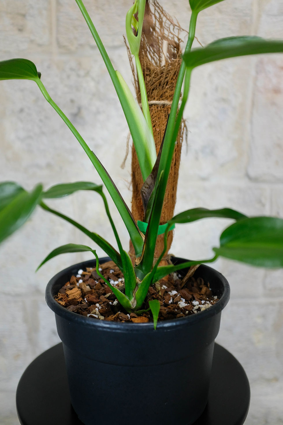 Miniatura: Monstera Burle Marx Flame