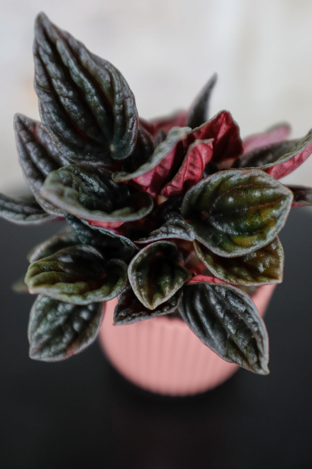 Peperomia Caperata Montevideo Baby