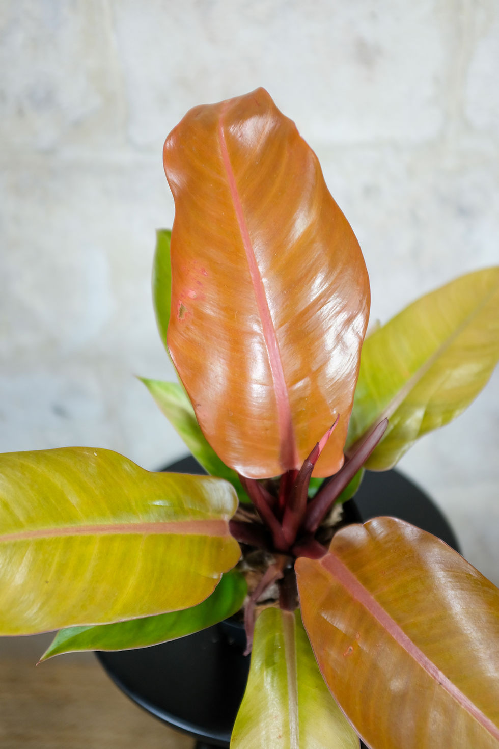 Miniatura: Philodendron Prince of Orange