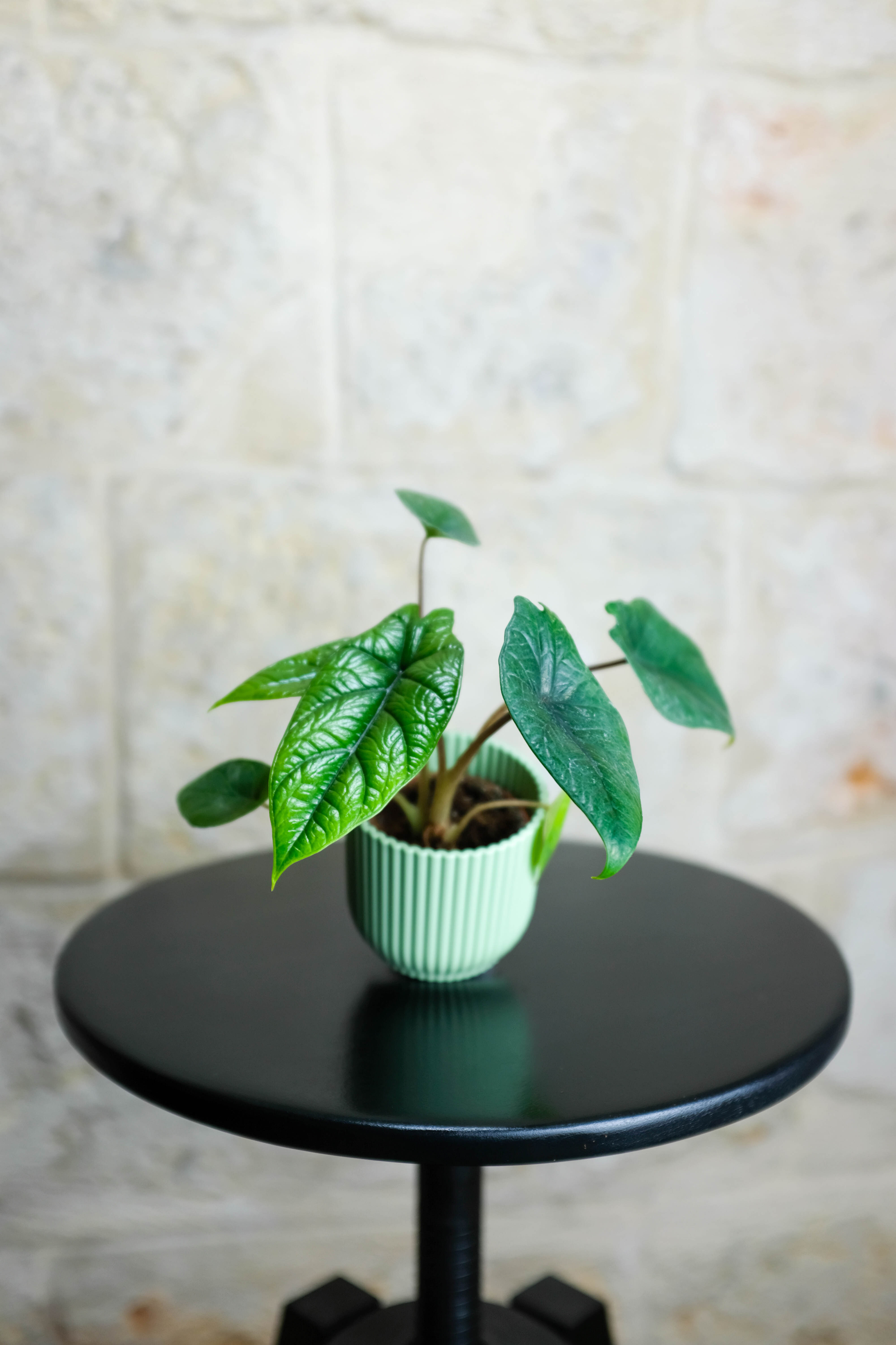 Alocasia Scalprum Baby
