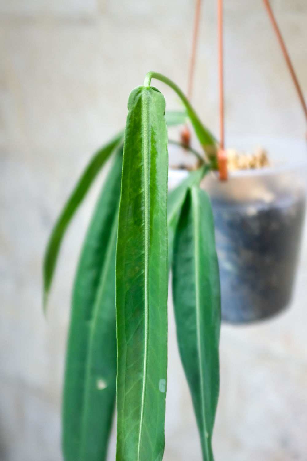 Anthurium Pallidiflorum