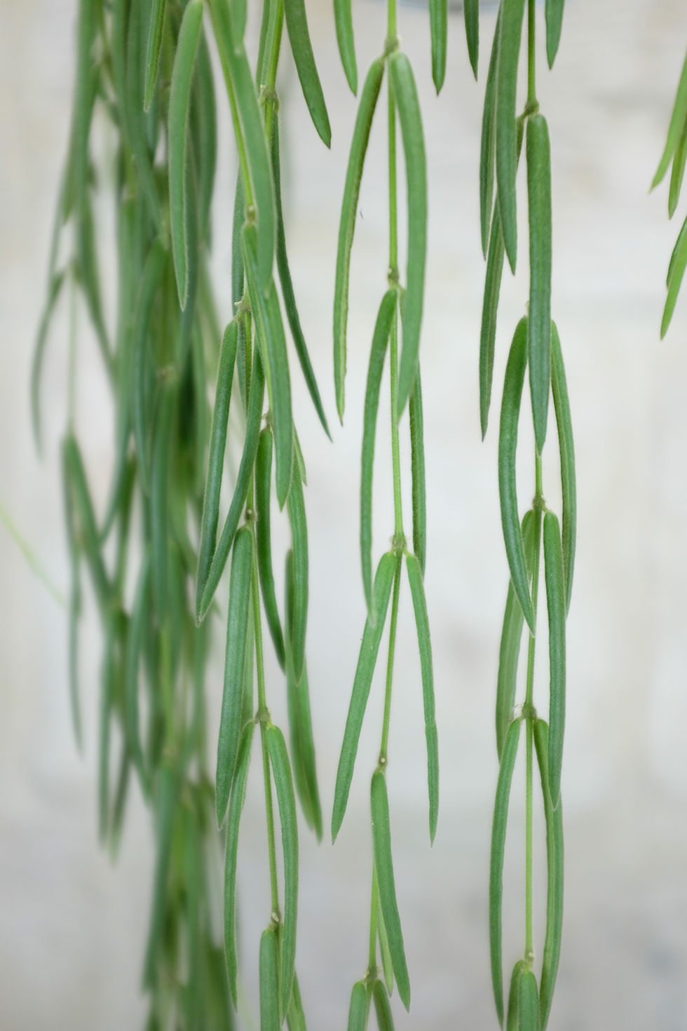 Miniatura: Hoya Linearis