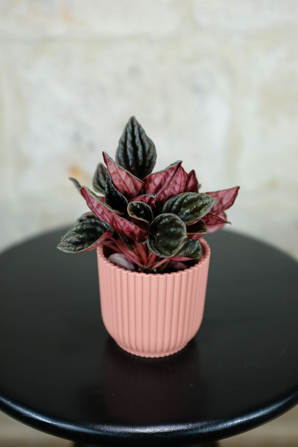 Miniatura: Peperomia Caperata Montevideo Baby