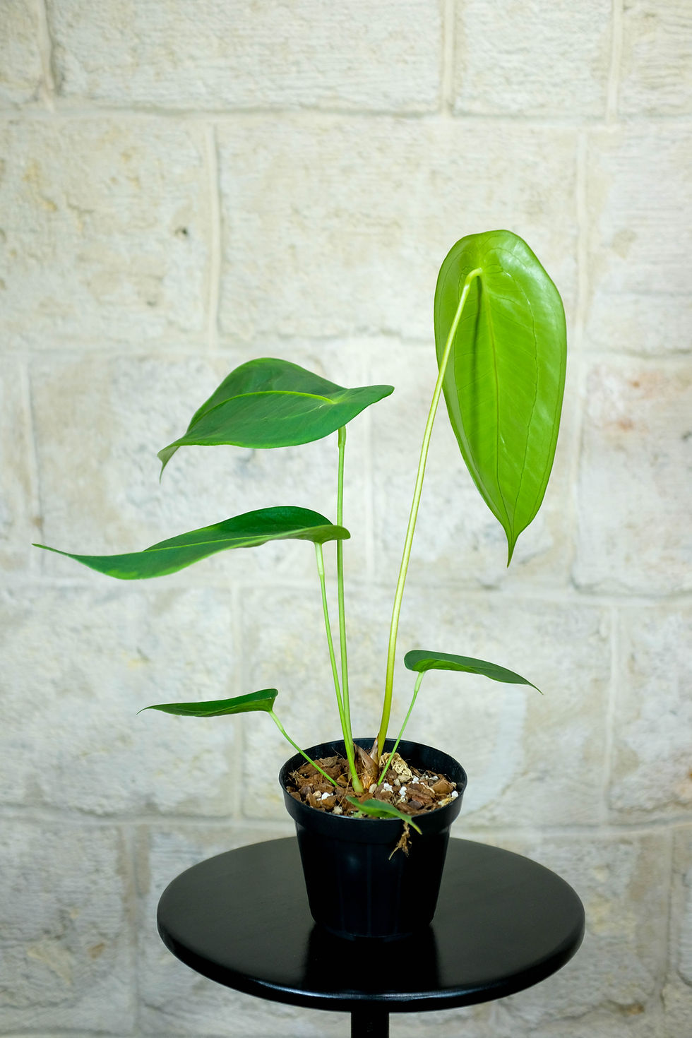 Miniatura: Anthurium Peltigerum