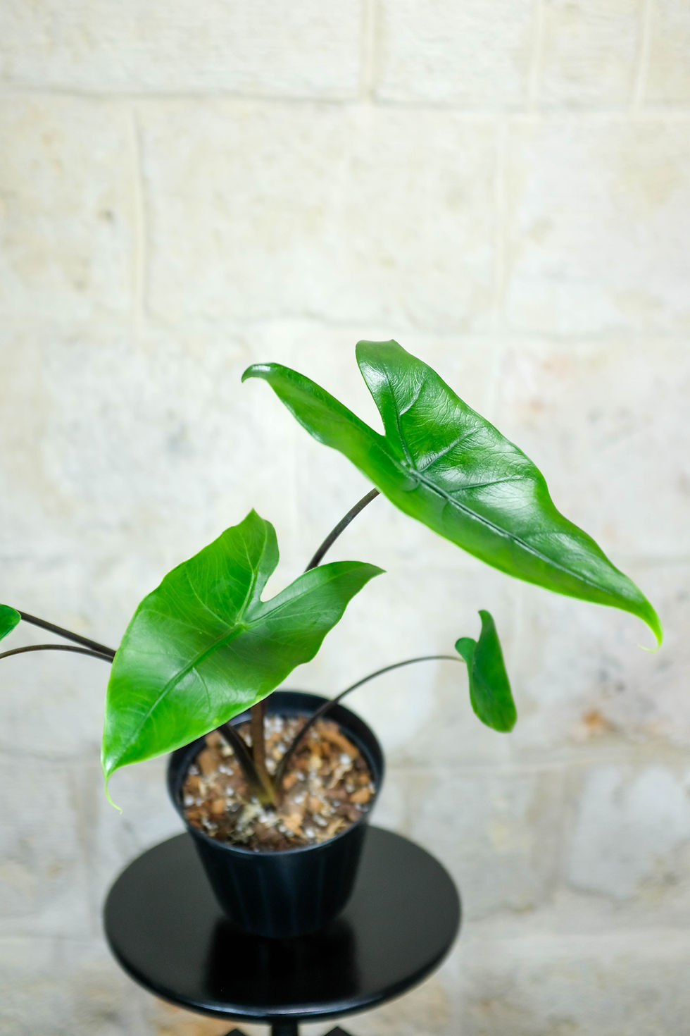 Miniatura: Alocasia Black Zebrina