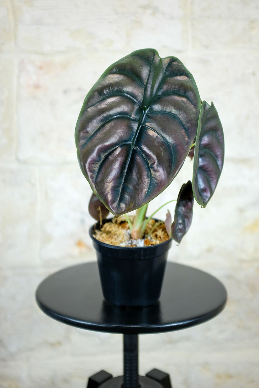 Thumbnail: Alocasia Cuprea Red Secret