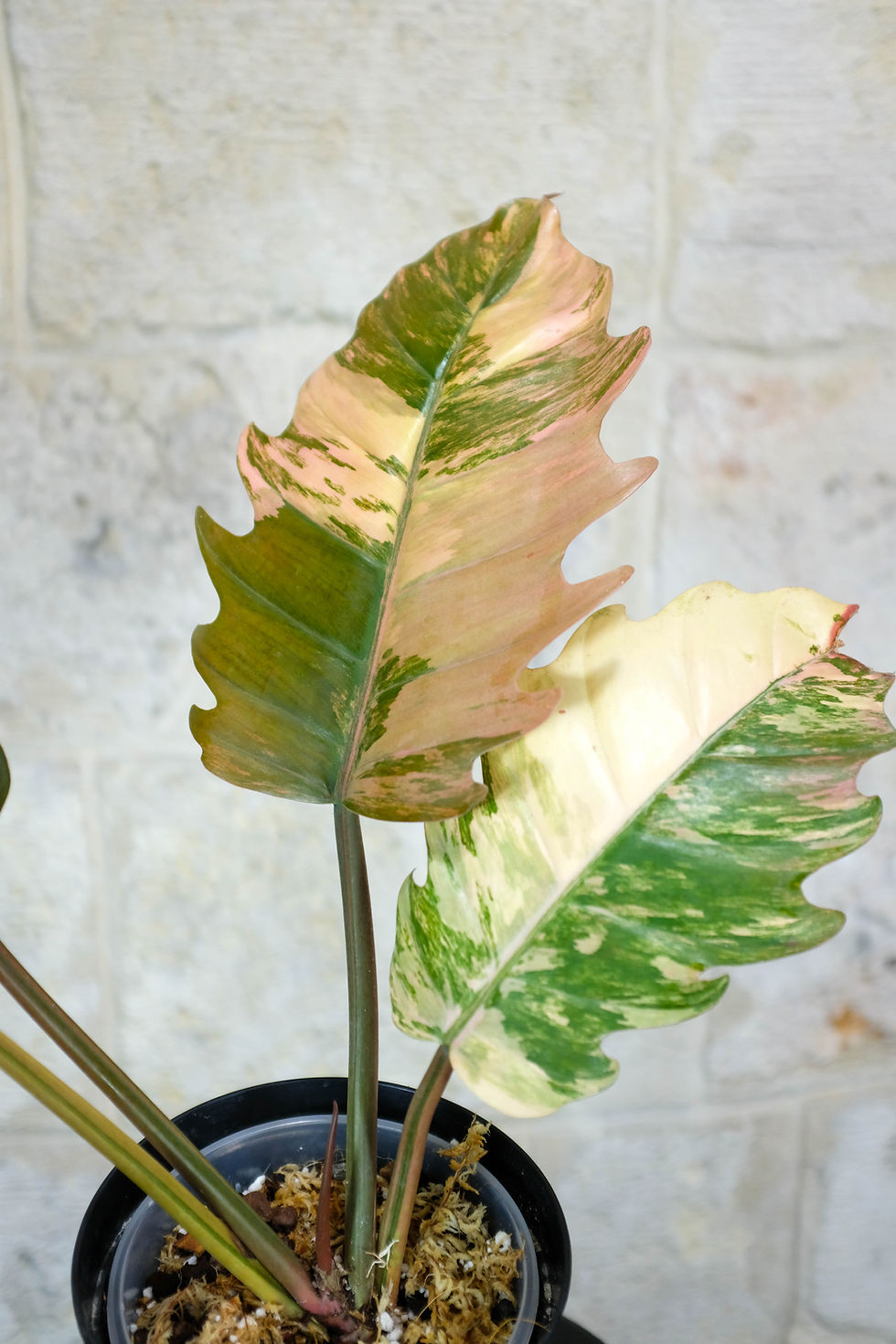 Miniatura: Philodendron Caramel Marble