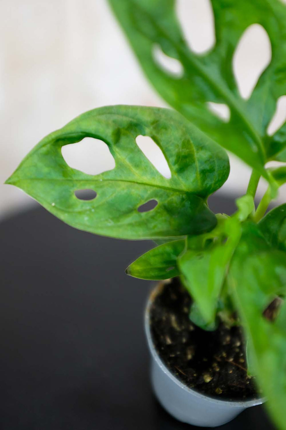 Miniatura: Monstera adansonii baby foglie cuoriformi fenestrazioni ovali Swiss Cheese