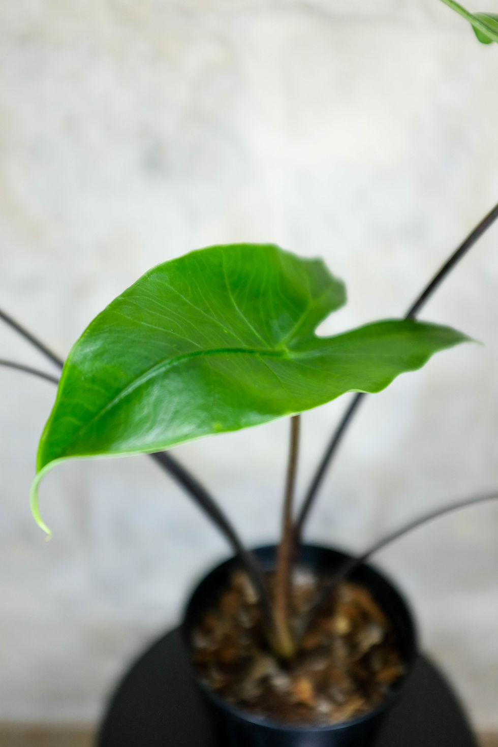 Miniatura: Alocasia Black Zebrina
