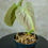 Thumbnail: Philodendron Splendid