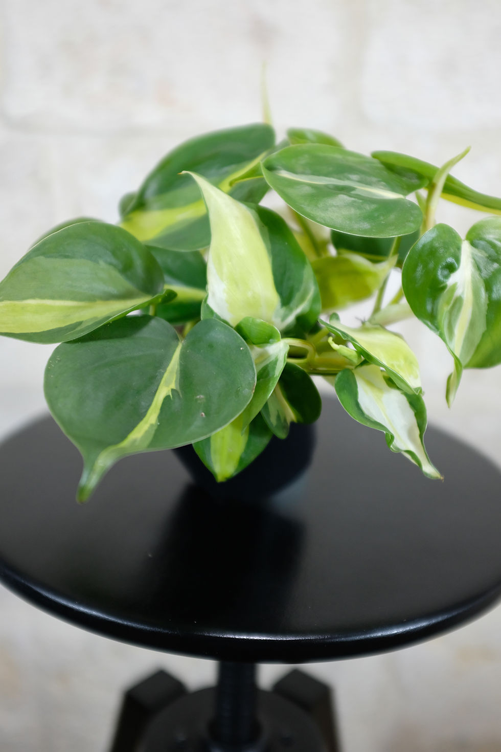 Thumbnail: Philodendron Cream Splash