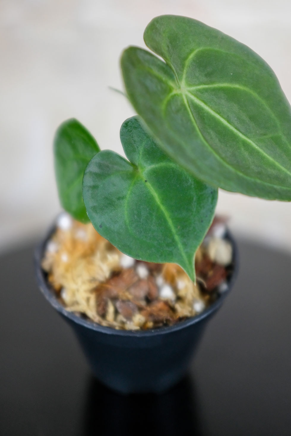 Miniatura: Anthurium Clarinervium baby foglie cuoriformi vellutate nervature bianche