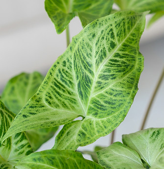 Syngonium foglie cura luce indiretta