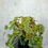 Thumbnail: Begonia Bowerae Tiger