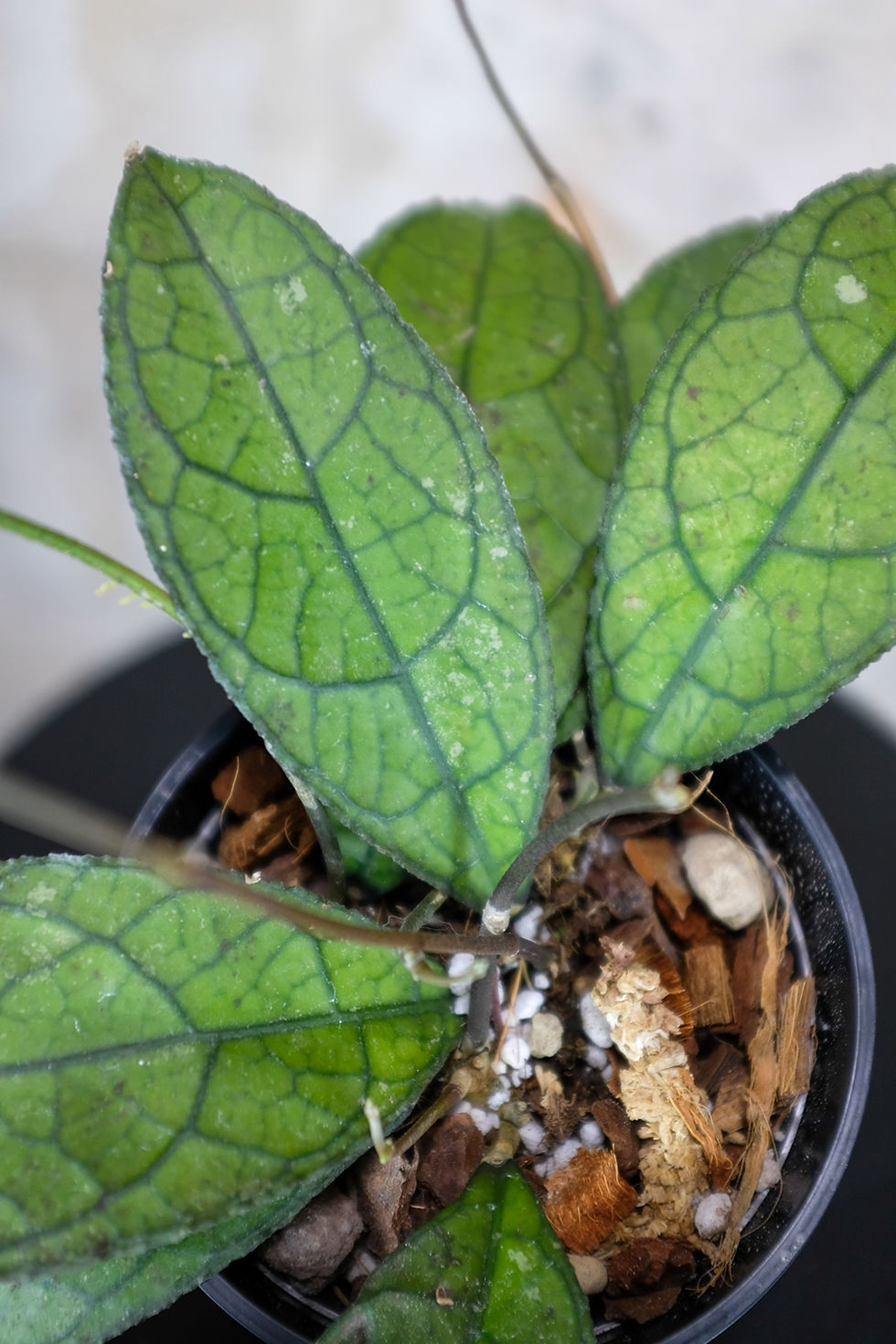 Miniatura: Hoya Clemensiorum Dark Leaf