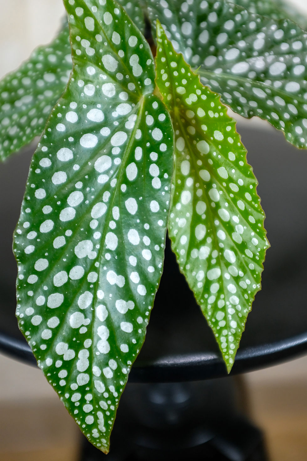 Begonia Double Dot cane foglie ad ala punteggiate doppie macchie argentate